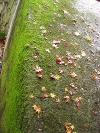 紅葉！正暦寺