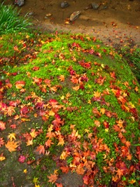 紅葉！正暦寺