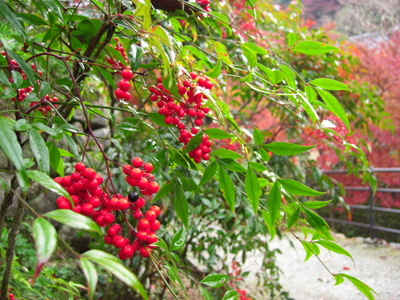 紅葉！正暦寺