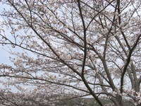 桜橋 2009/04/06 06:30:00