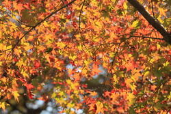 紅葉の談山神社