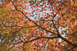紅葉の談山神社