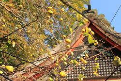 紅葉の談山神社