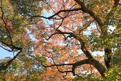 紅葉の談山神社