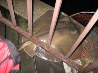久々隅田川釣行 2009/01/23 23:51:03