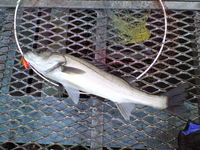 超久々横浜ホーム 2009/01/24 00:10:51