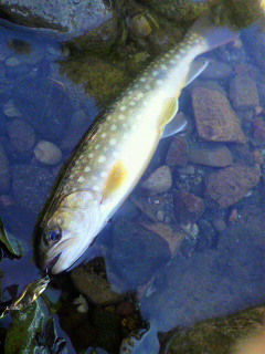 夏岩魚の渓