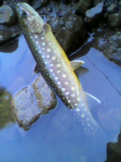 夏岩魚の渓