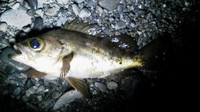 親父の意地 2011/04/02 12:57:04