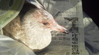 海鳥救助 2010/12/22 18:56:17