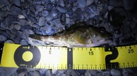 なぞの物体Ｘ 2011/04/12 13:07:44