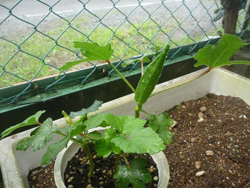 夏野菜
