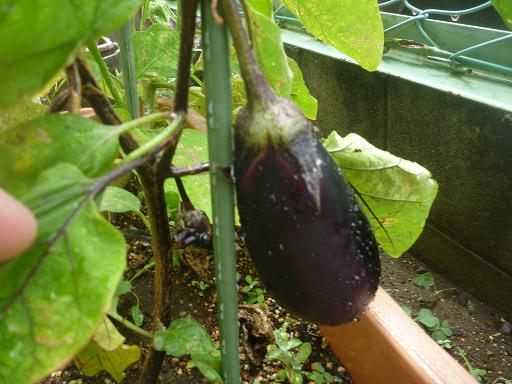 夏野菜