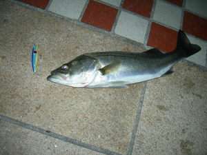 久々の釣果・・・・・。