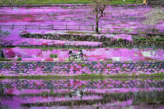 モネの池と國田家の芝桜