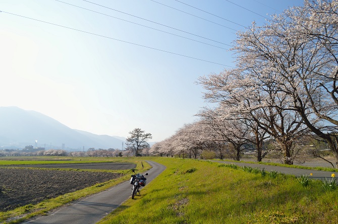 桜の備忘録2019　その１