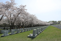 戸田記念墓地公園 de お花見 2014/05/11 23:21:23