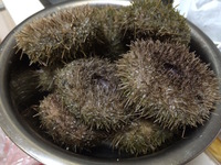 食べたら痛み忘れました 2014/12/27 21:53:22