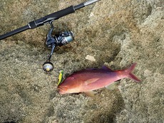 ２０１９年、初釣り。 2019/01/07 13:17:02