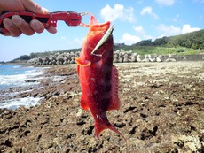 リーフでちょい投げ、サボり釣り。 2019/09/16 00:11:49