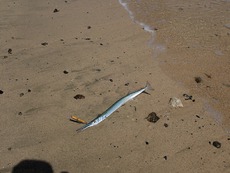 砂浜でナンヨウカイワリ。 2020/09/10 00:34:03