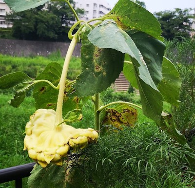 ビンビンとグンニャリ