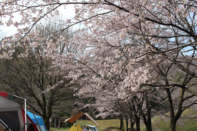 お花見キャンプ　in 岩倉