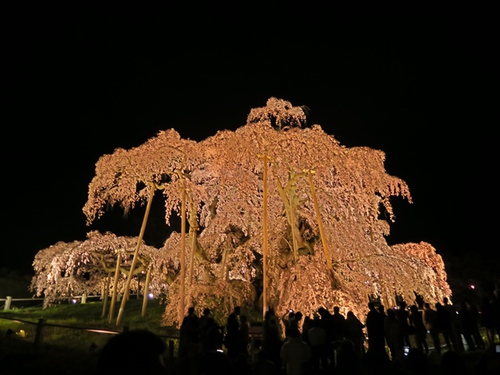 本当ならこの時期三春滝桜を見に行くのですが。。。