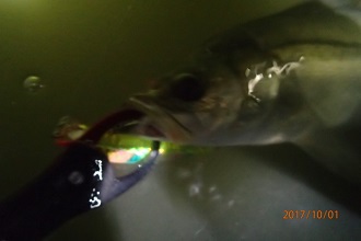 デカい奴はどこに・・・