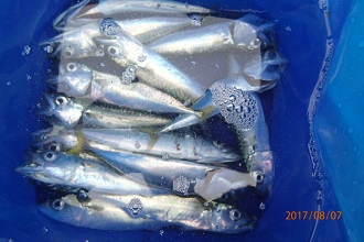 久々の釣り！