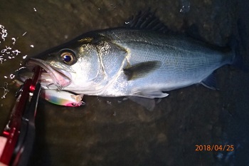 釣れたけど・・・