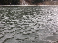 釣り初め  トラウト