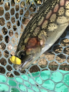 2/3 節分ペレット撒き 知ってる 2019/02/04 10:11:49