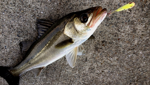 甲子園浜　夕マズメ　４０ｃｍ