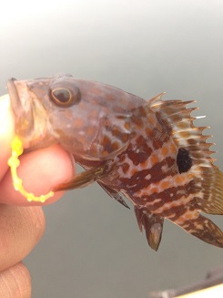 ３連休は海鮮丼を食べに。。。。