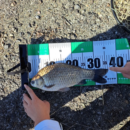 鯉釣りバトル