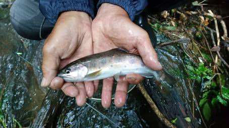 渓流Rd.3  師匠、今日も鮎釣り&驚く秋爆の渓魚
