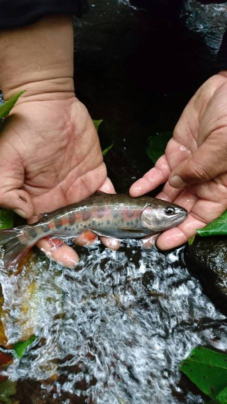 渓流Rd.3  師匠、今日も鮎釣り&驚く秋爆の渓魚
