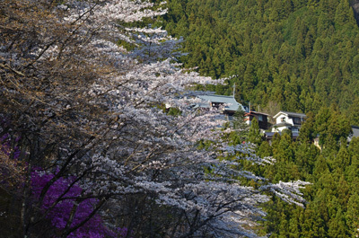 小河内集落の桜
