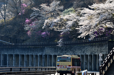 桜の下を走る