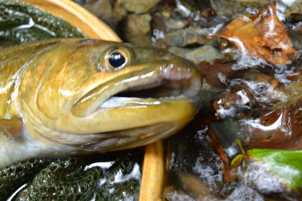 くちびるに傷がある岩魚32cm