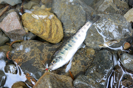 釣れたのは虹鱒の稚魚