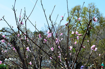 疎らな花の桃