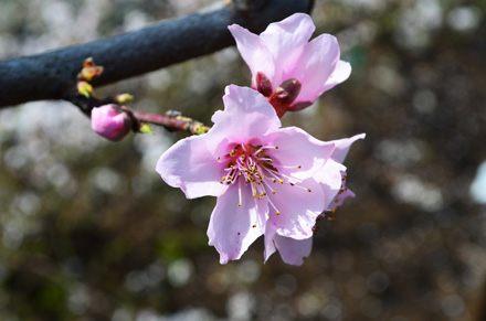 桃の花を間近で見るのは初めてか