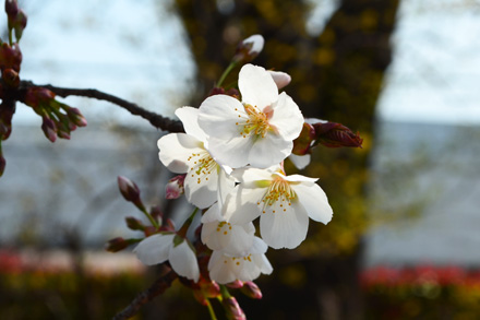 開花していたソメイヨシノ
