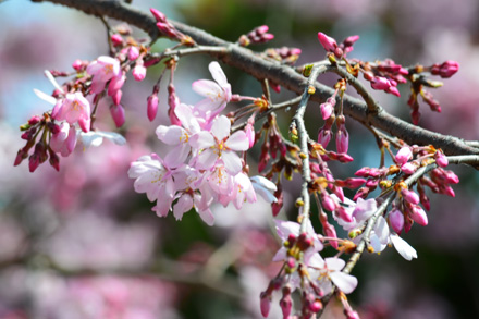 ベニシダレ、桜に違いないが・・・