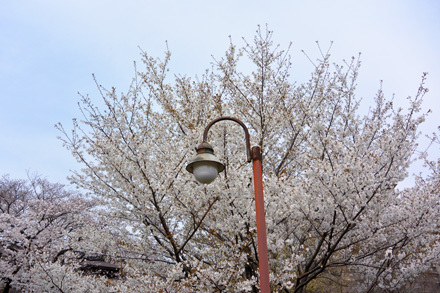 変電所跡横の桜、葉が出始めている