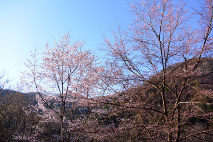 林道の桜、山桜？