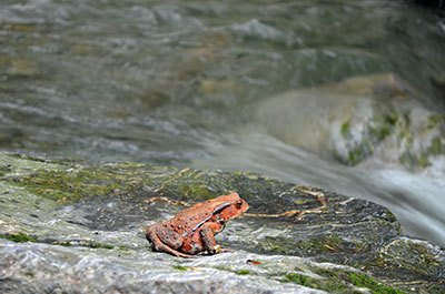 テンカラ渓流一年生の旅 考えるカエル