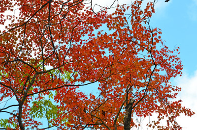 笠取山の紅葉